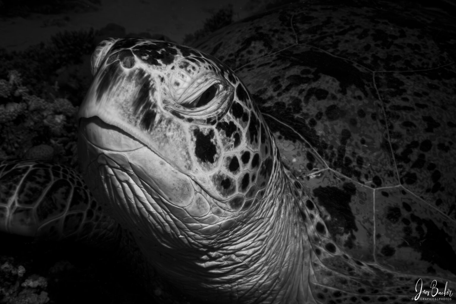 Sea Turtle Red Sea Photography