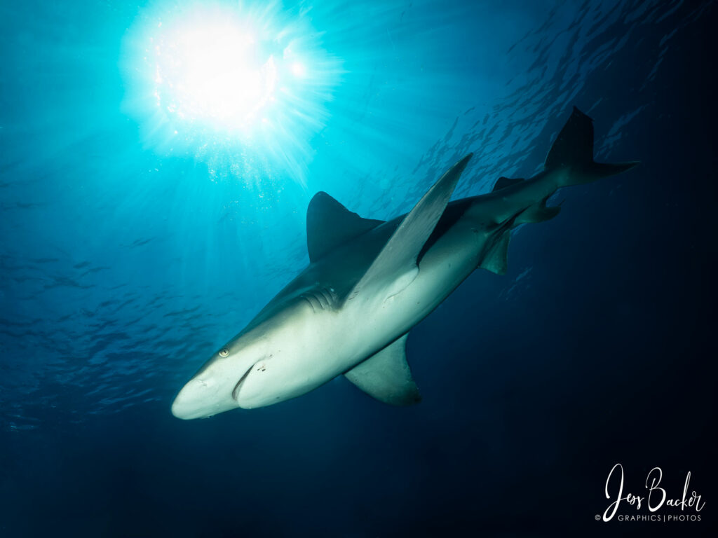 Sandbar Shark Jupiter, FL Photography