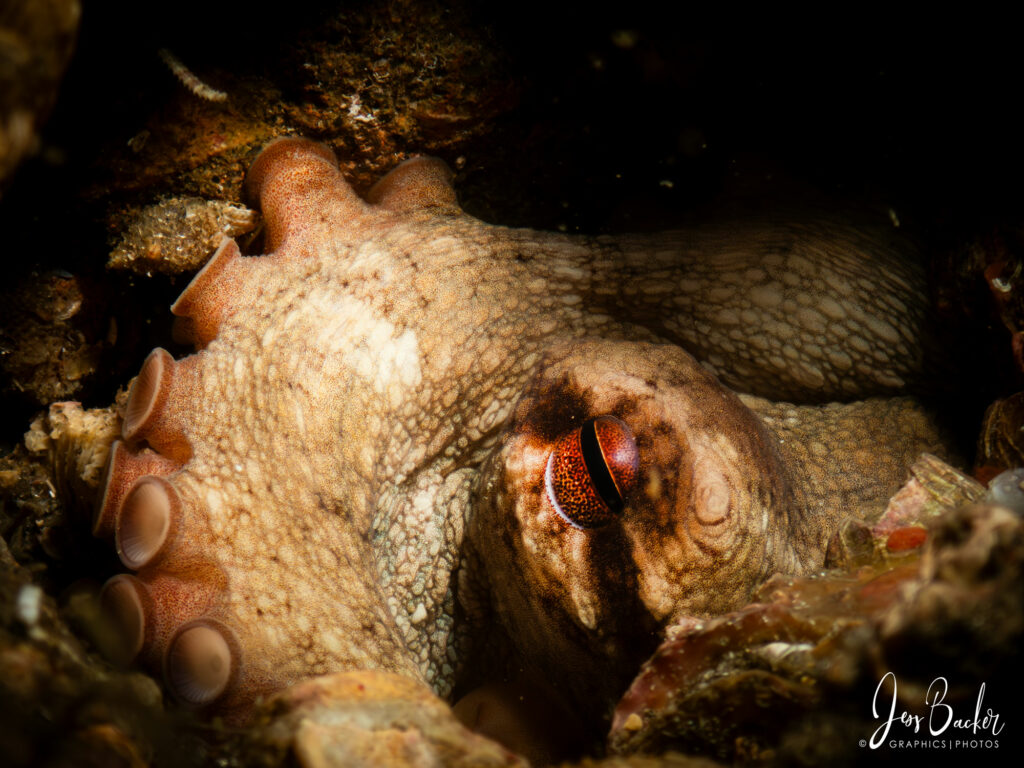 Octopus Rivera Beach, FL Photography